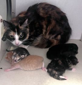 https://www.townsville.qld.gov.au/__data/assets/image/0011/341210/A01741-cat-and-kittens.jpeg