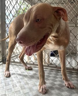 https://www.townsville.qld.gov.au/__data/assets/image/0012/300405/A66925-dog.jpeg