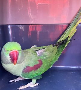 https://www.townsville.qld.gov.au/__data/assets/image/0013/330160/A69877-bird.jpeg