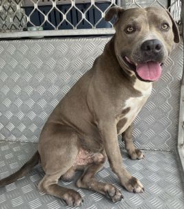 https://www.townsville.qld.gov.au/__data/assets/image/0014/312602/A68841-dog.jpeg