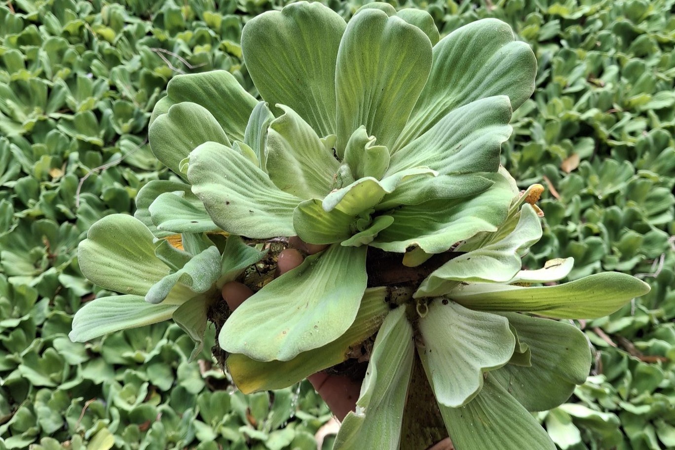 Water lettuce pulled from Fairfield Waters