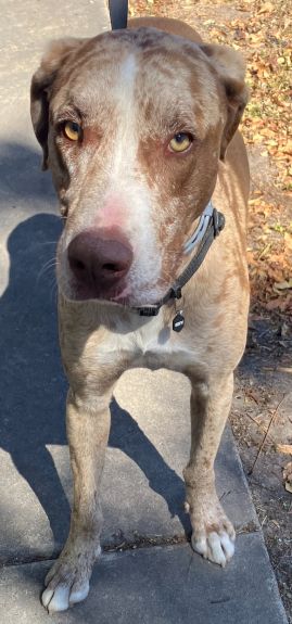 https://www.townsville.qld.gov.au/__data/assets/image/0014/330206/A67907-dog.JPG