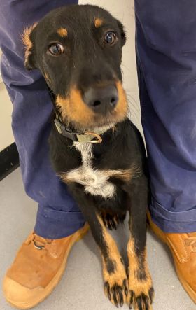 https://www.townsville.qld.gov.au/__data/assets/image/0015/283200/A64930-dog.jpeg