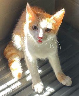 https://www.townsville.qld.gov.au/__data/assets/image/0015/330180/A67837-cat.jpeg
