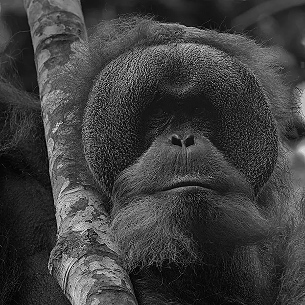 Enrico Roche, Contemplation, 2024