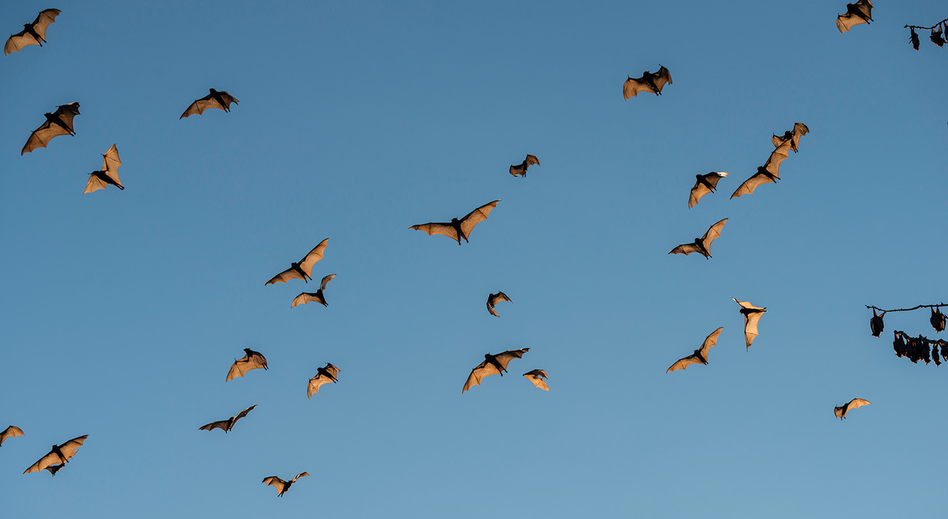 HERO - Flying Foxes Flying Foxes