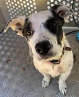 https://www.townsville.qld.gov.au/__data/assets/image/0016/330109/A69873.jpeg