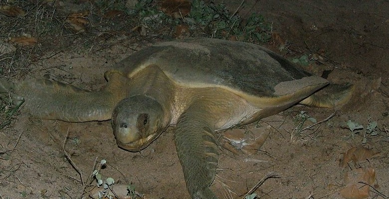  Turtles take up residence and give council tick of approval.