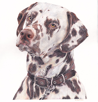 Geordie Williamson, Daphne