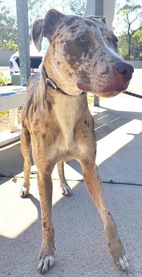 https://www.townsville.qld.gov.au/__data/assets/image/0017/290042/A66391-dog.JPG