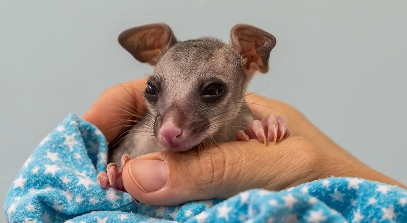 A baby possum that was rescued and is being raised by NQ Wildlife Care volunteers.