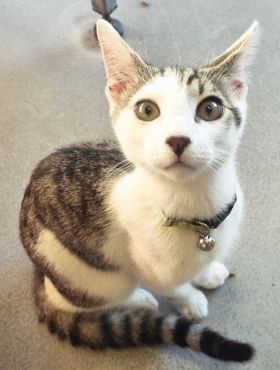 https://www.townsville.qld.gov.au/__data/assets/image/0018/290043/A66392-cat.jpg