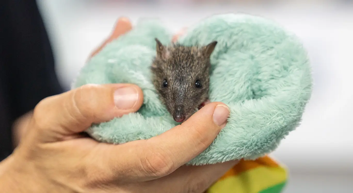 A baby bandicoot being cared for by NQ Wildlife Care volunteers.
