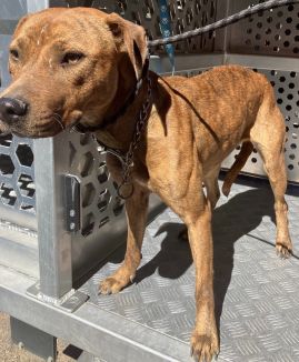 https://www.townsville.qld.gov.au/__data/assets/image/0018/330183/A69878-dog.jpeg