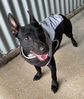 https://www.townsville.qld.gov.au/__data/assets/image/0019/326053/A68228.jpeg