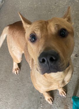 https://www.townsville.qld.gov.au/__data/assets/image/0019/328033/A68009-dog.jpg