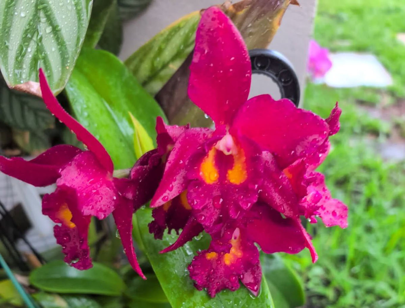 One of the orchids donated by Christopher and Barbara Callister.
