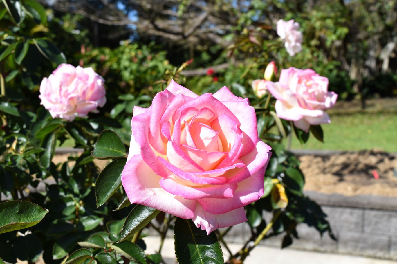 A beautiful Princess De Monaco hybrid tea rose in full bloom at Queens Gardens' historic rose display