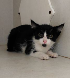 https://www.townsville.qld.gov.au/__data/assets/image/0019/343162/A69364.jpg