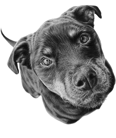 Dog looking up at camera