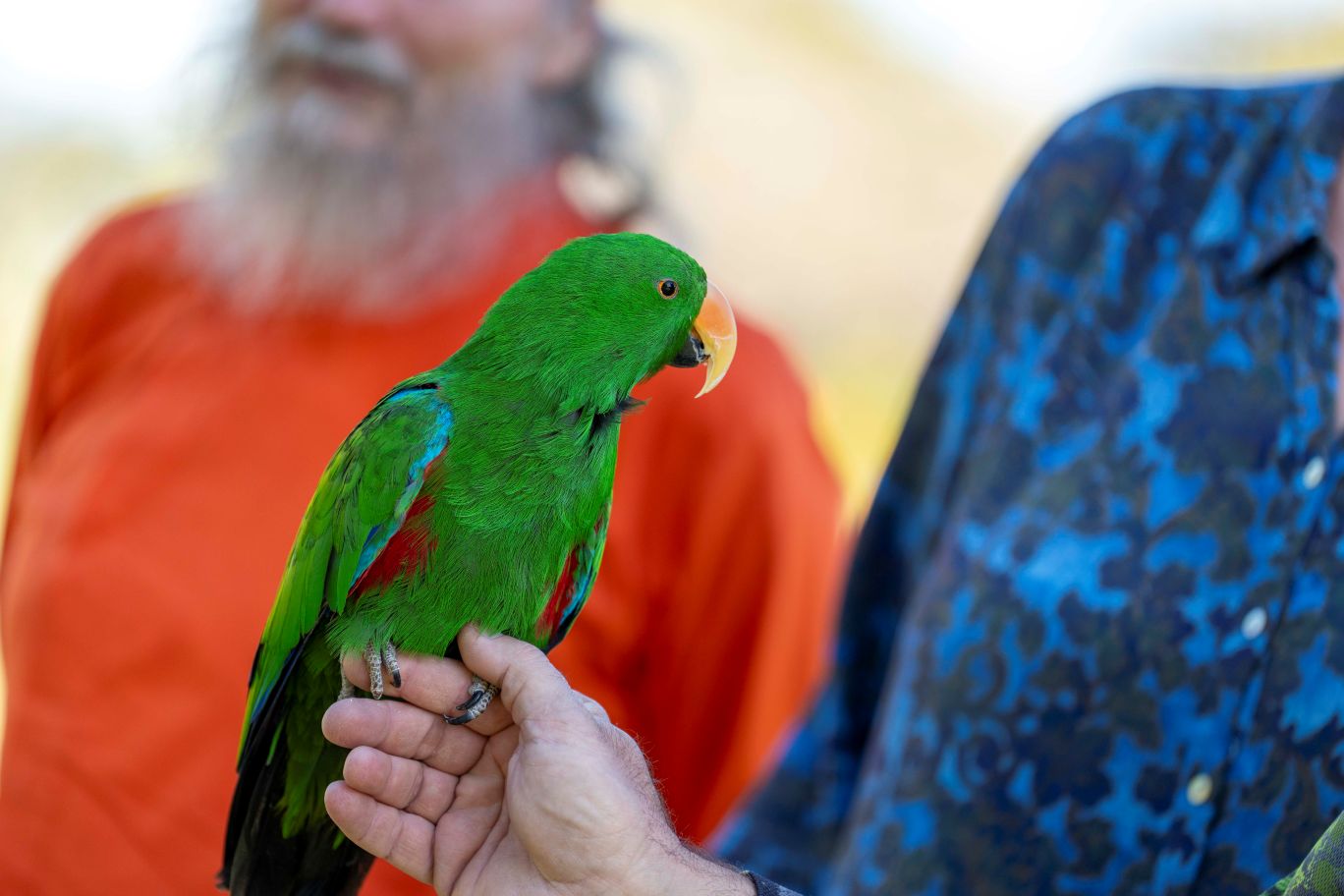Solomon the parrot will be at Eco Fiesta this Sunday.