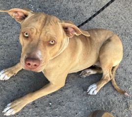 https://www.townsville.qld.gov.au/__data/assets/image/0020/330158/A69876-dog.jpeg