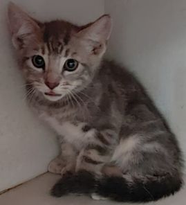 https://www.townsville.qld.gov.au/__data/assets/image/0020/343190/A69366.jpg