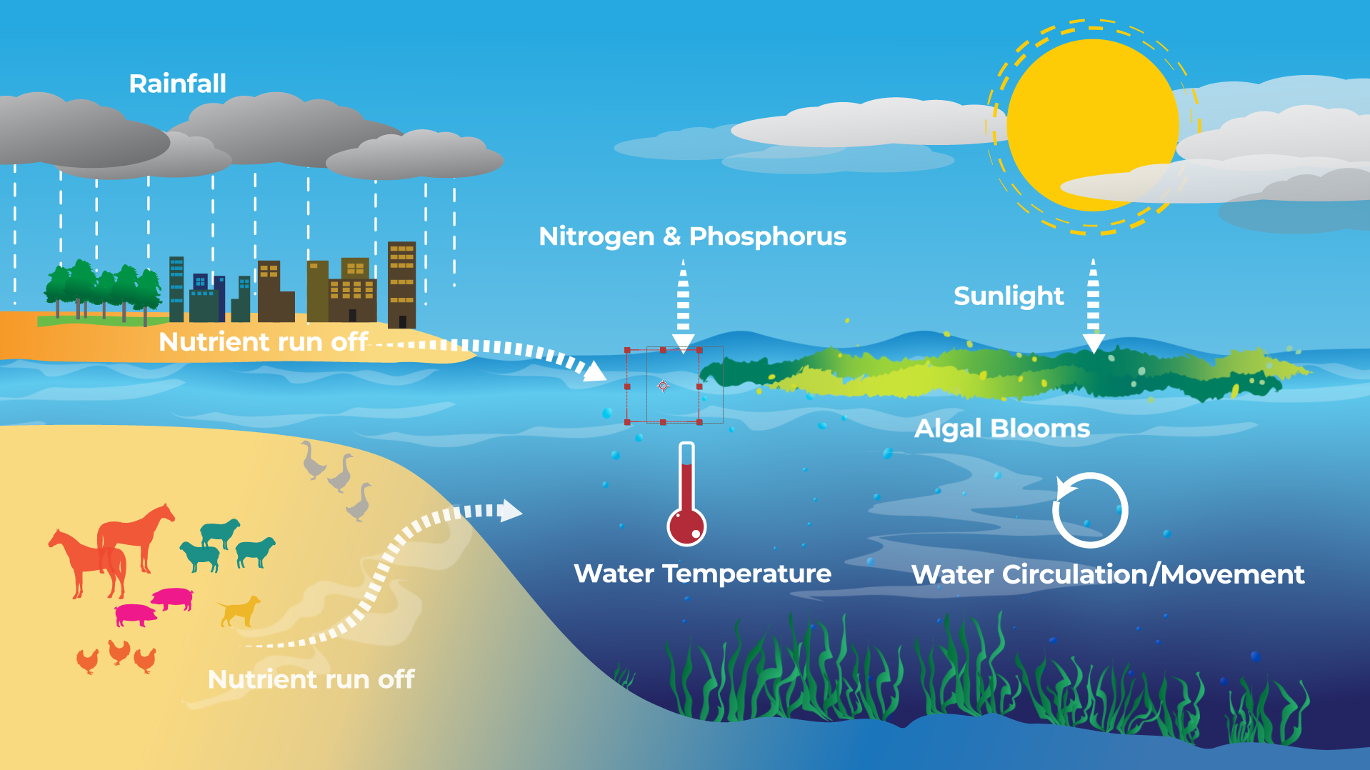Algal Blooms infographic