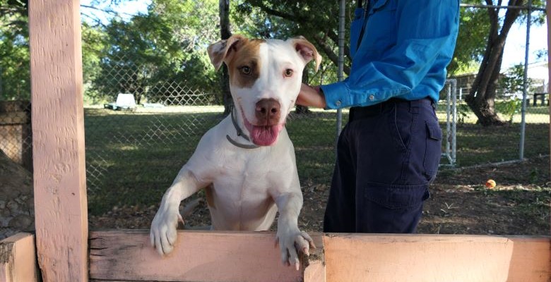 The Animal Care and Adoption Centre has had a huge influx of animals come through the door, including puppies like Jack (pictured). The Animal Care and Adoption Centre has had a huge influx of animals come through the door, including puppies like Jack (pictured).