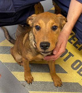 https://www.townsville.qld.gov.au/__data/assets/image/0021/283206/A64931-dog.jpeg