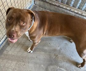 https://www.townsville.qld.gov.au/__data/assets/image/0021/290046/A66548-dog.jpeg