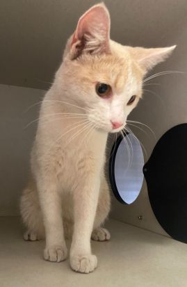 https://www.townsville.qld.gov.au/__data/assets/image/0021/335451/A69788Photo.jpeg