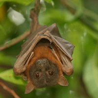 Little Red Flying Fox - Pteropus scapulatus