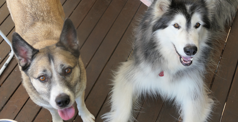 Local dogs Kyrie (black and white) and Bamboo (tan) know their owners have a plan for them coming into the high-risk weather season.