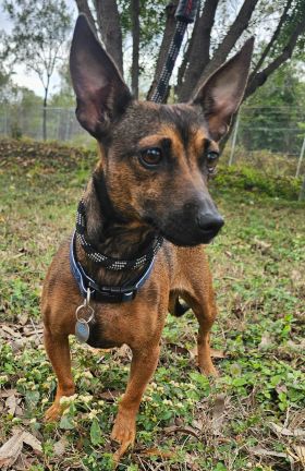 https://www.townsville.qld.gov.au/__data/assets/image/0022/283234/A65875-dog.jpg