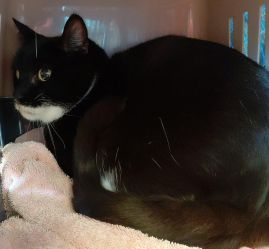 https://www.townsville.qld.gov.au/__data/assets/image/0022/328027/A68285-cat.jpg
