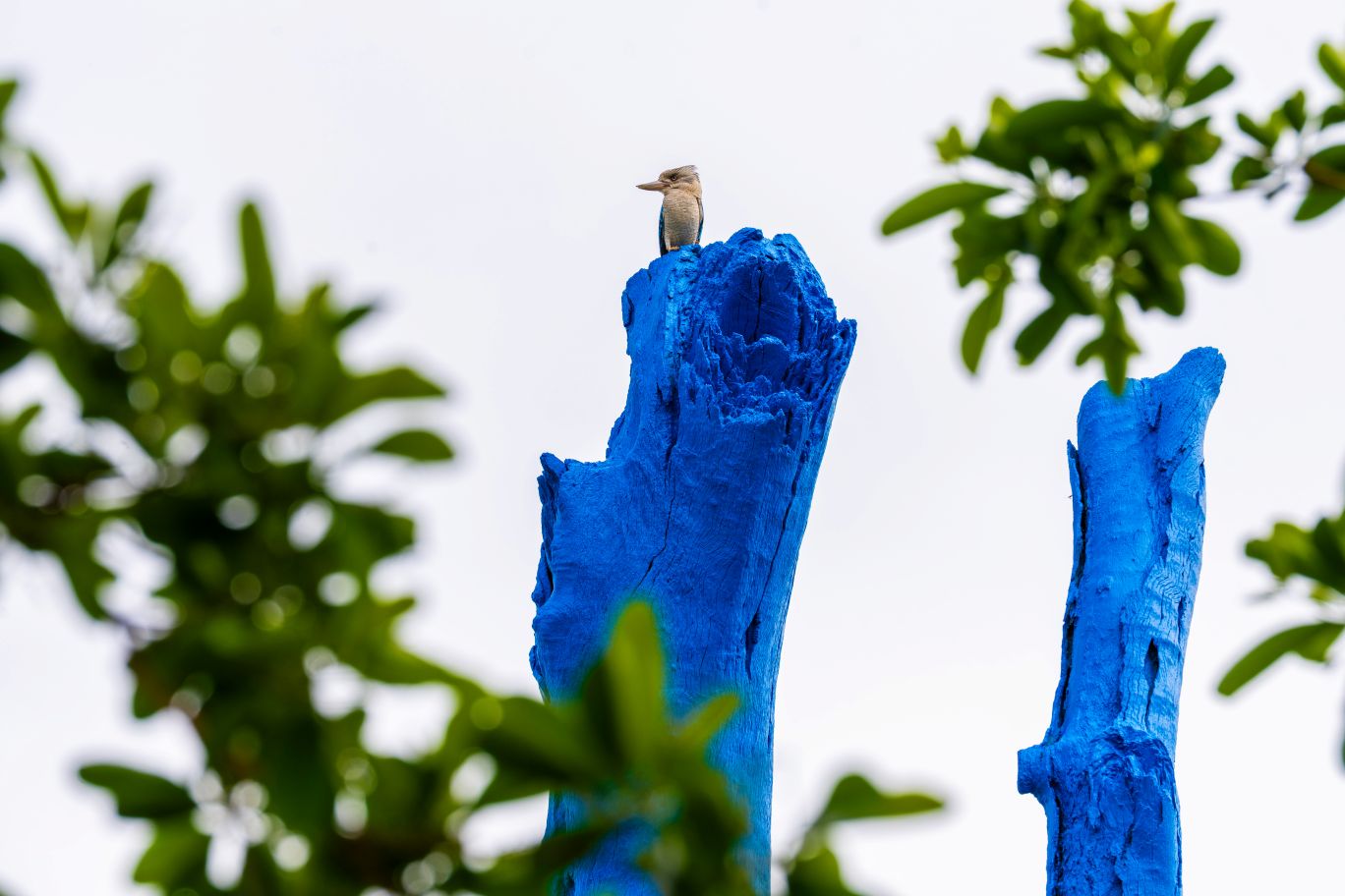 A kookaburra perched on the blue tree, painted as part of the Blue Tree Project