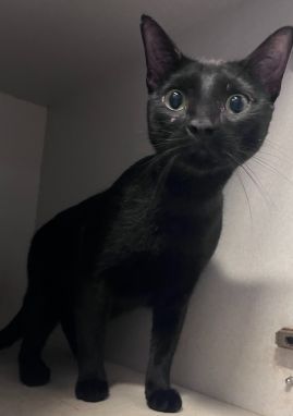 https://www.townsville.qld.gov.au/__data/assets/image/0022/343633/A69374-cat.jpeg