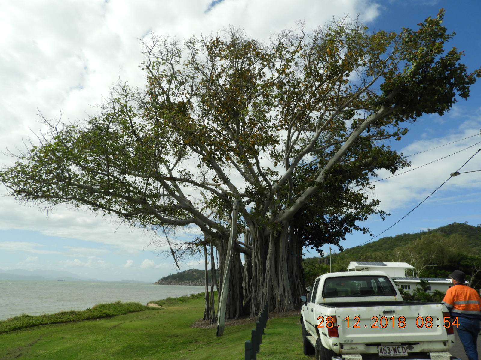 Fig tree in Nelly Bay