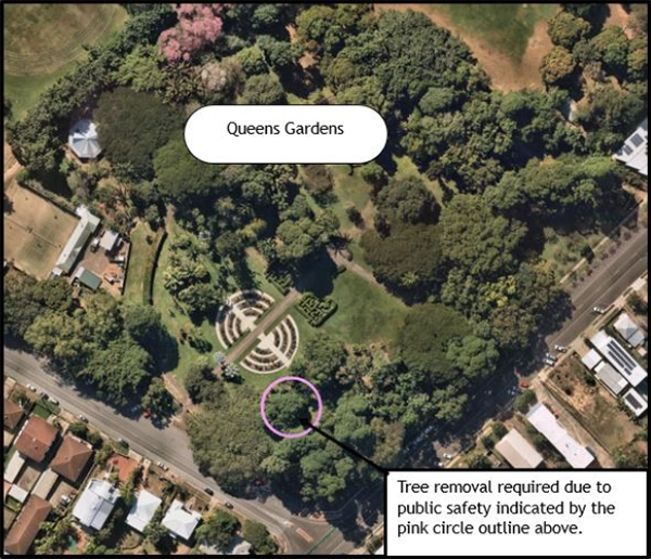 Location of the tree removal