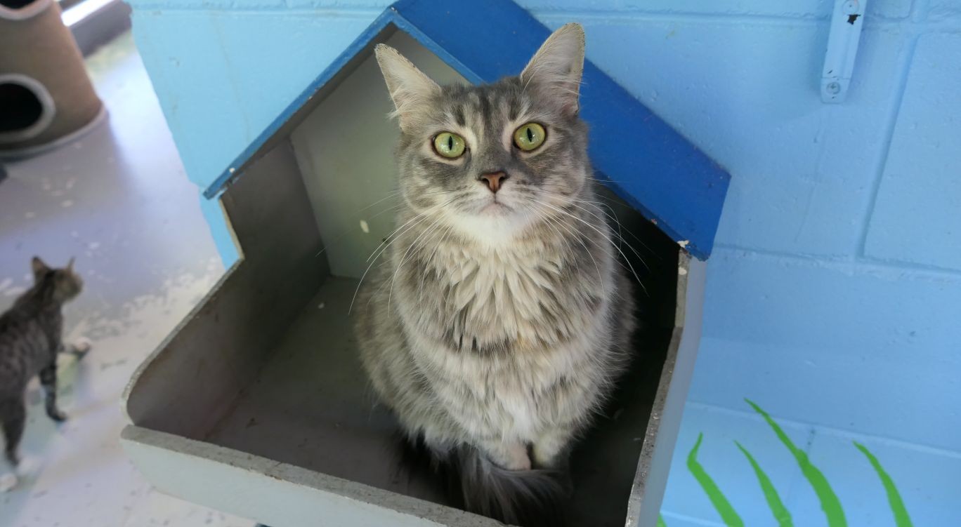 Pretty Woman grey cat