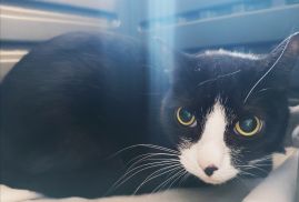 https://www.townsville.qld.gov.au/__data/assets/image/0023/328028/A68286-cat.jpg