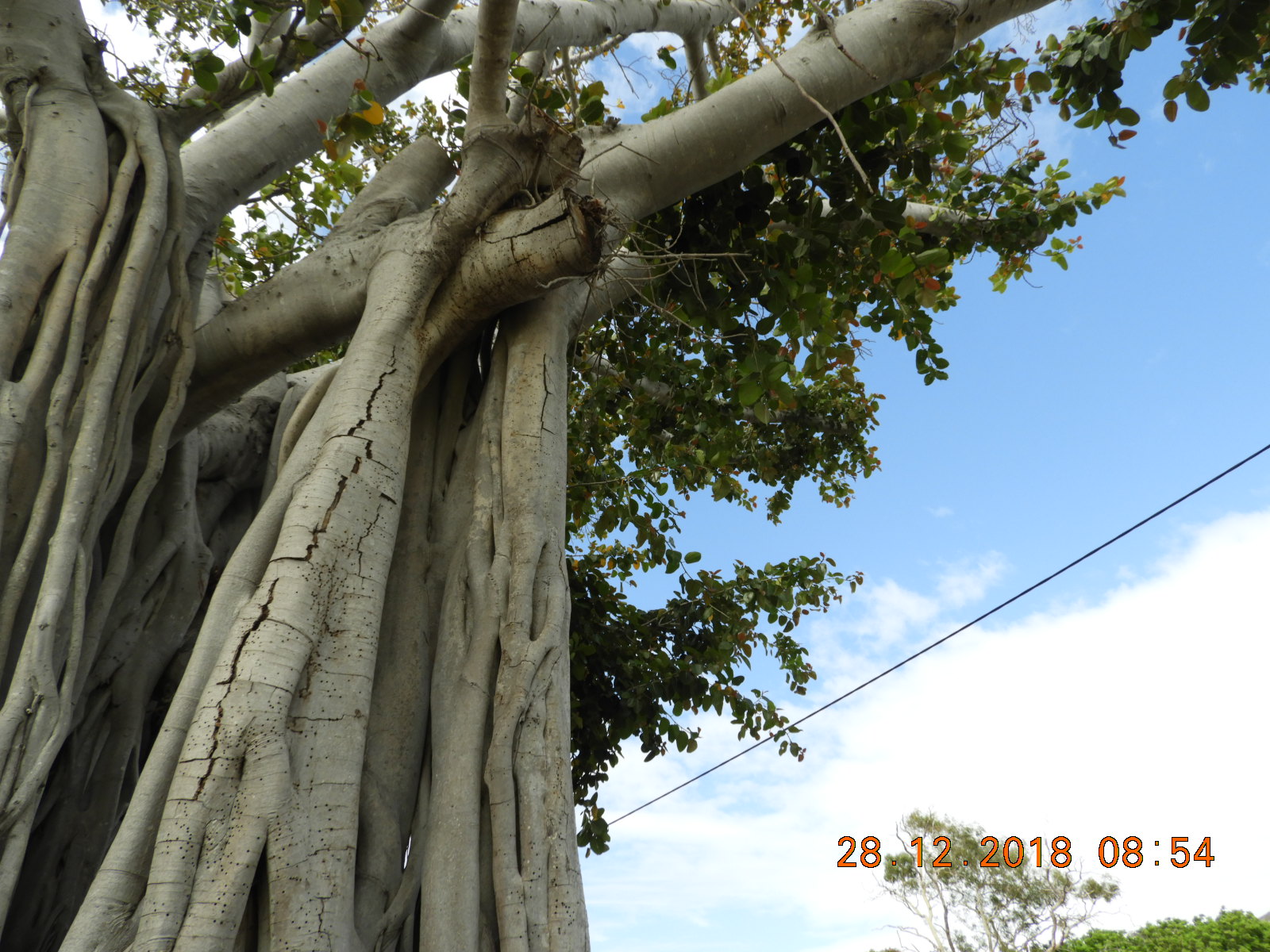 Fig tree in Nelly Bay