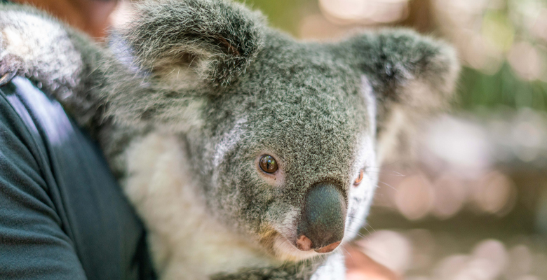 Townsville City Council has installed climbing nets along sections of the Horseshoe Bay Road guardrails to help Magnetic Island’s koalas safely cross the road.