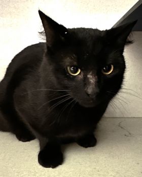 https://www.townsville.qld.gov.au/__data/assets/image/0024/283164/A64926-cat.jpeg