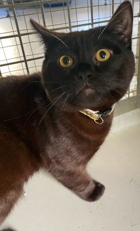 https://www.townsville.qld.gov.au/__data/assets/image/0024/285810/A64992-cat.jpeg
