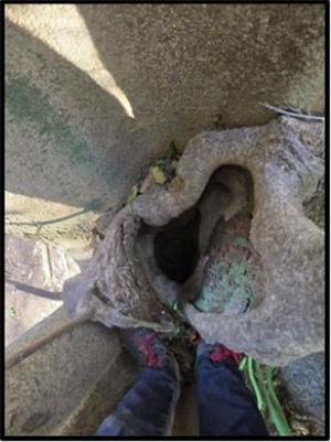 Photo of the damaged tree