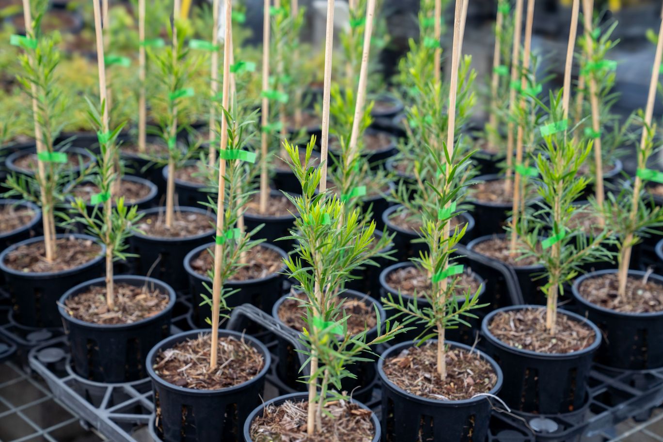 Townsville City Council has opened applications to its Seeds to Success program