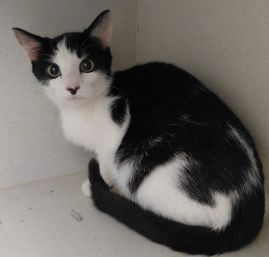 https://www.townsville.qld.gov.au/__data/assets/image/0024/328029/A67688-cat.jpg