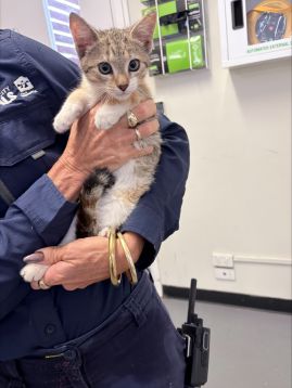 https://www.townsville.qld.gov.au/__data/assets/image/0024/338082/A69287.jpeg